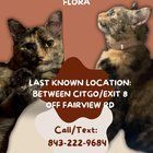 Lost Cat in Asheville, North Carolina — Please Help! Missing Cat - Near Oakley <3