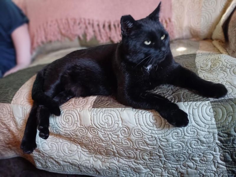 Lost Cat in Indianapolis, Indiana — Looking for my lost cat