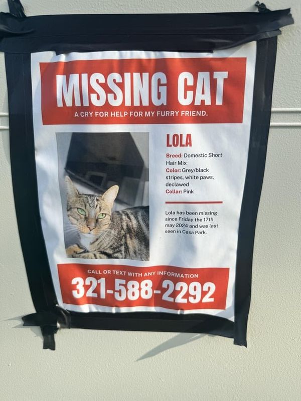 Lost Cat in Spring — Saw a LOST PET sign in my neighborhood. Lost CAT - Last scene at the park near Casa Park Villas in WINTER…