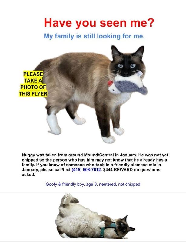 Lost Cat in San Francisco, California — listing photo