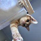 Lost Cat in Asheville, North Carolina — listing photo