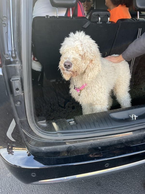 Lost Dog in Atlanta, Georgia — listing photo