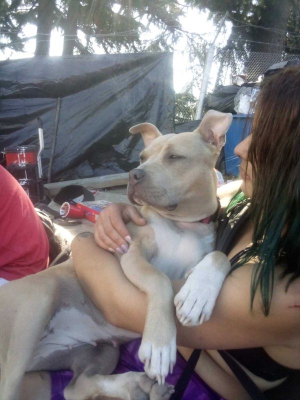 Lost Dog in Seattle, Washington — listing photo