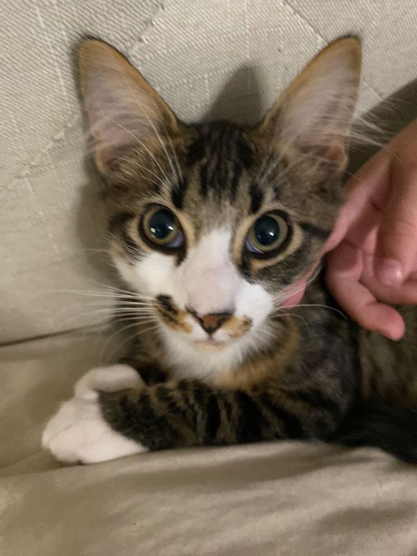 Lost Cat in Campobello — listing photo