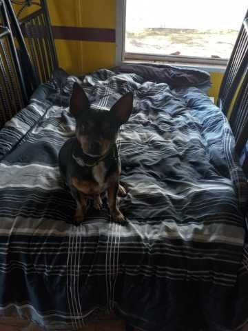 Lost Dog in Spartanburg, South Carolina — listing photo