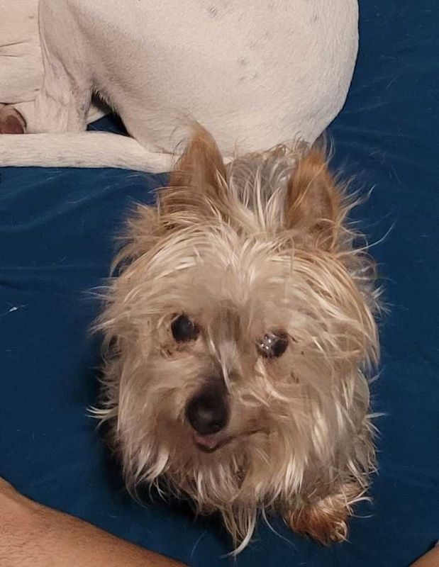 Lost Dog in Pueblo, Colorado — listing photo