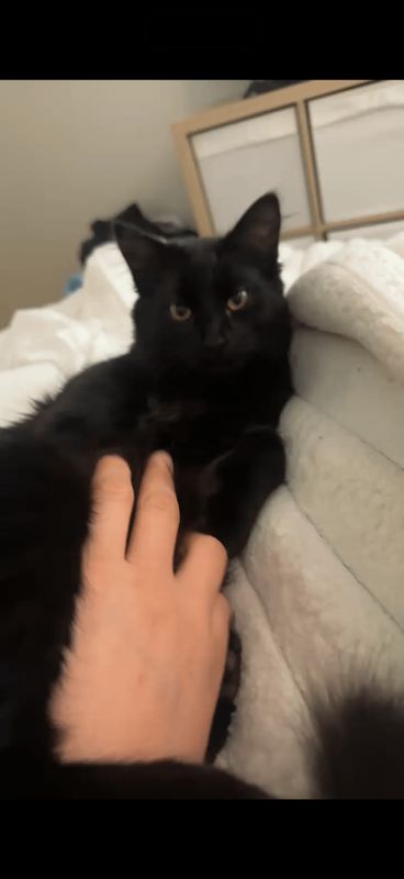 Lost Cat in Portland, Oregon — listing photo