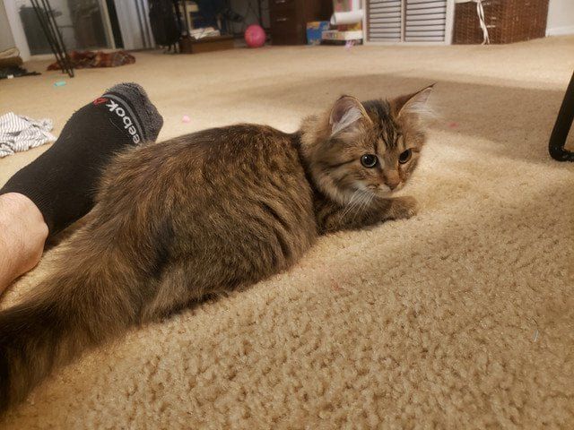 Lost Cat in Atlanta, Georgia — listing photo