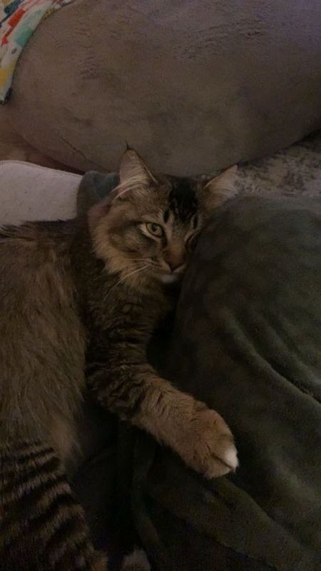 Lost Cat in Anna — listing photo