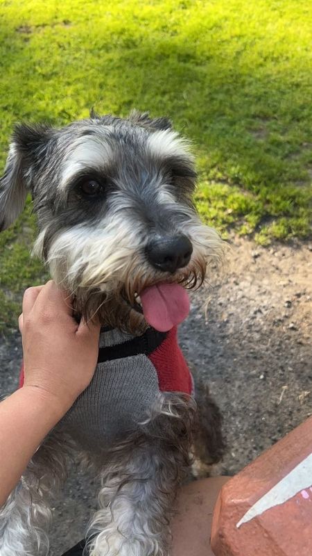 Lost Dog in Los Angeles, California — listing photo