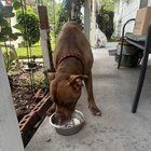 Lost Dog in Jacksonville, Florida — listing photo