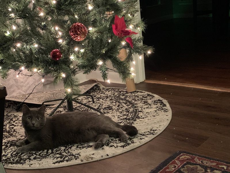 Lost Cat in El Paso, Texas — listing photo