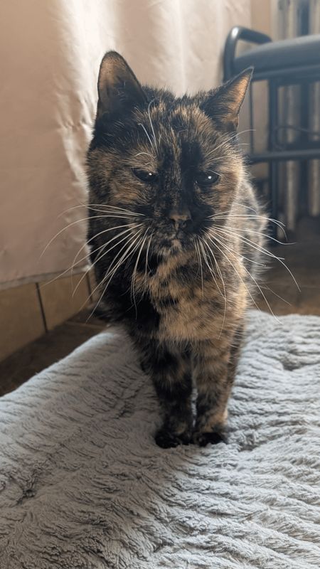 Found Cat in Philadelphia, Pennsylvania — listing photo
