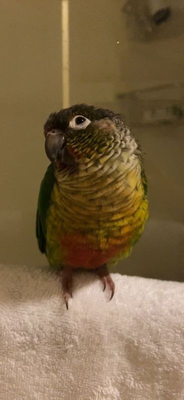Lost Pet in Ogallala — listing photo