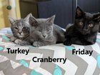 Found Cat in Plano, Texas — Foster kittens will be available for adoption this week