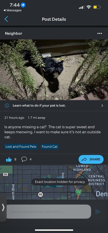 Lost Cat in K — Shot in the dark - is this your kitty?