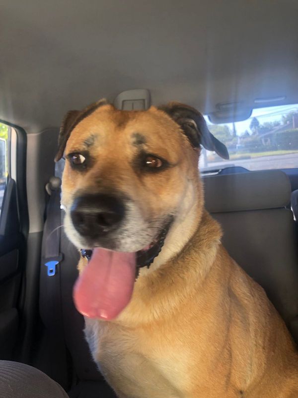 Found Dog in Sacramento, California — listing photo
