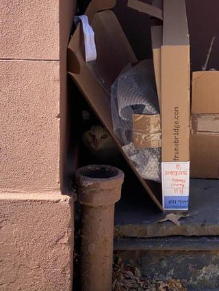 Lost Cat in New York, New York — Scared lost cat seen at Pierrepont/Willow