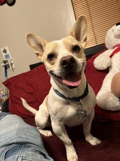 Lost Dog in Phoenix, Arizona — listing photo