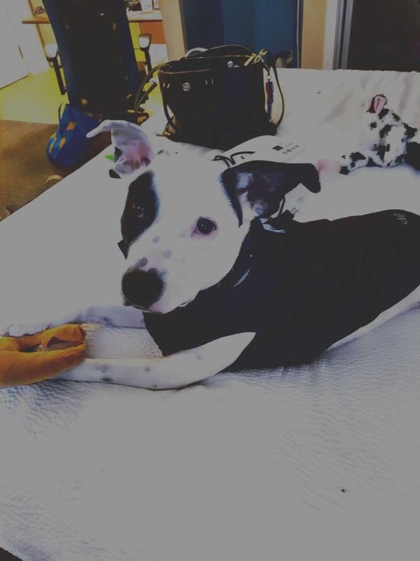 Lost Dog in Seattle, Washington — listing photo