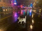 Found Dog in Memphis, Tennessee — Some of you might remember