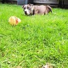 Found Dog in Columbus, Ohio — Meet Jerry! A very sweet and adoptable boy. (Franklin County Dog Shelter & Adoption Center)