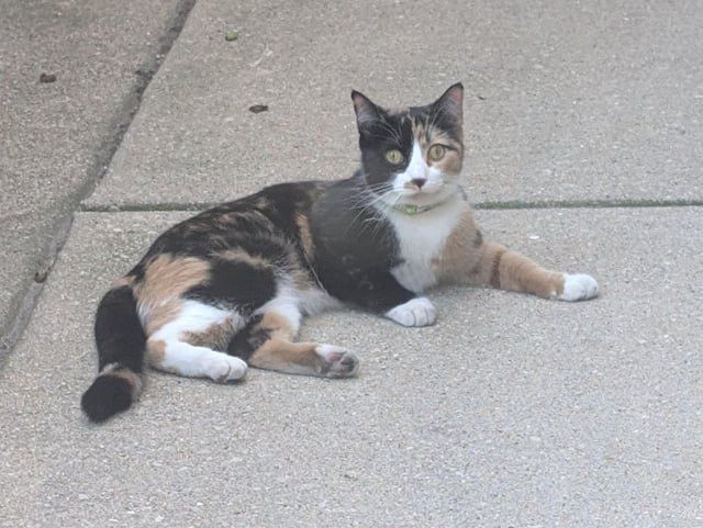 Found Cat in Chicago, Illinois — Cat was found in Halsted ally (Dayton St) in Lincoln Park