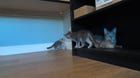 Found Dog in Bellingham, Washington — To whoever dumped these cats at the Intalco Archery Range