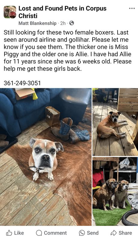 Lost Dog in Corpus Christi, Texas — listing photo