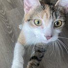 Lost Cat in Dayton, Ohio — Anyone missing a cat?? Found cat in Centerville