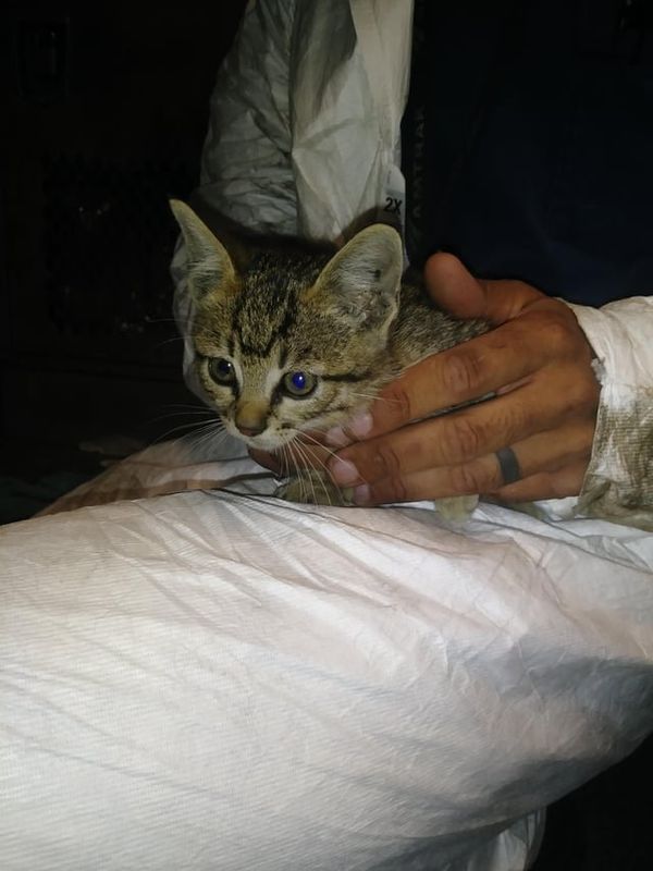 Found Cat in Los Angeles, California — listing photo