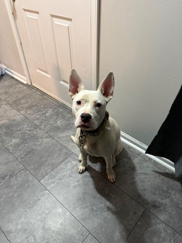 Found Dog in Kings Mountain — listing photo