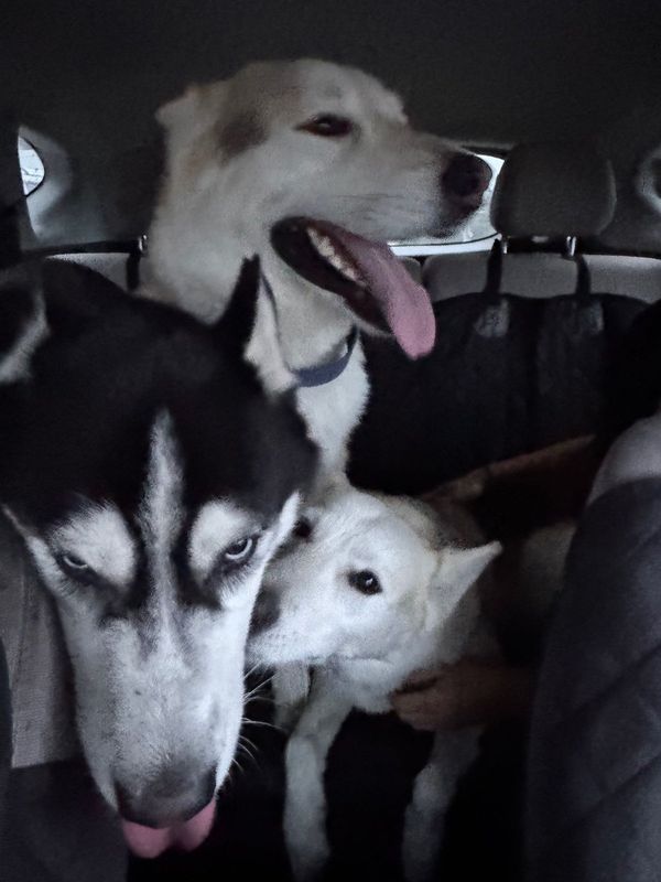 Found Dog in Rowland Heights — listing photo