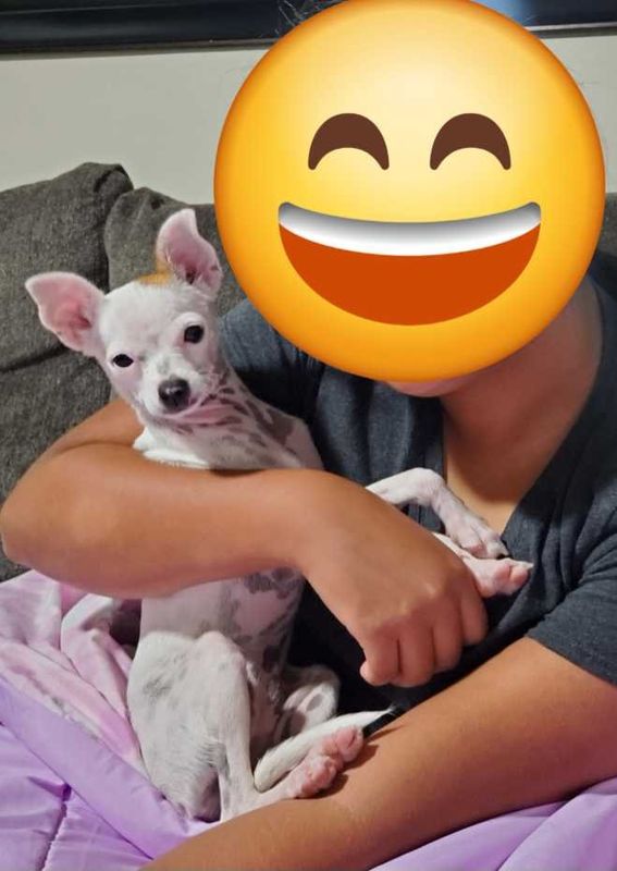 Lost Dog in Phoenix, Arizona — listing photo