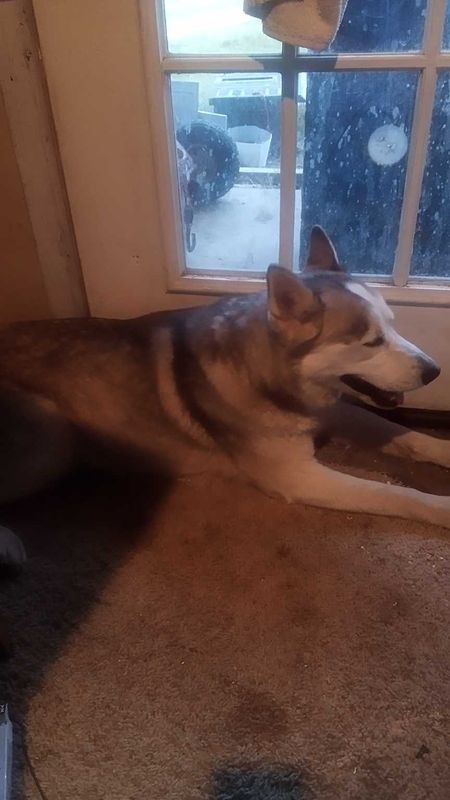 Found Dog in Texarkana, Texas — listing photo