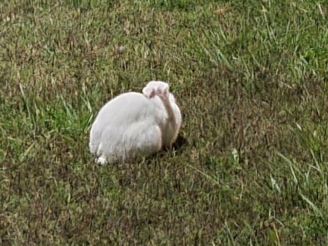 Lost Pet in Brea, California — listing photo
