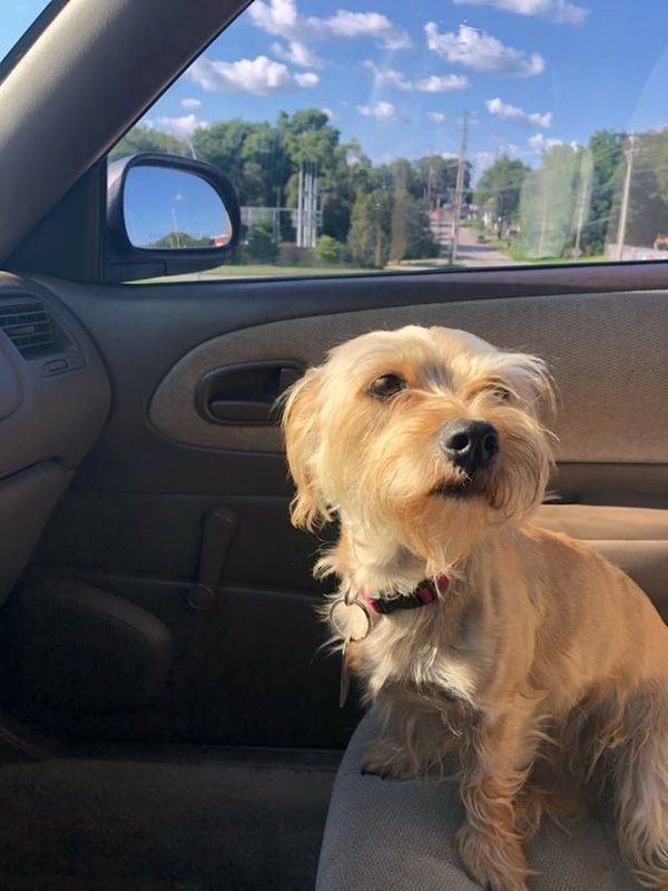Lost Pet in Independence, Missouri — listing photo
