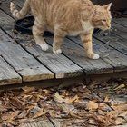 Lost Cat in Memphis, Tennessee — listing photo