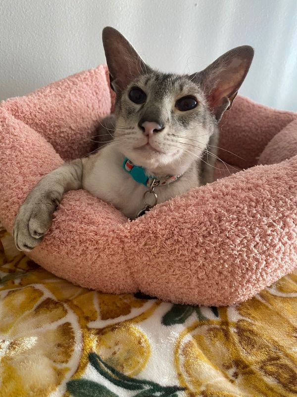 Lost Cat in Colorado Springs, Colorado — listing photo