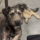 Found Dog in Fort Worth, Texas — Pet Rehome Help