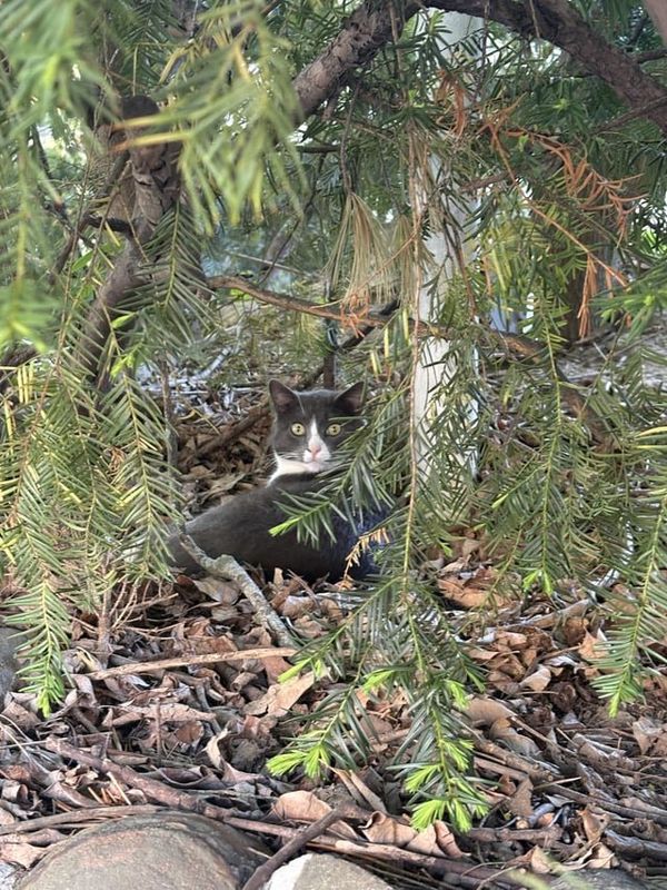 Lost Cat in Columbus, Ohio — listing photo