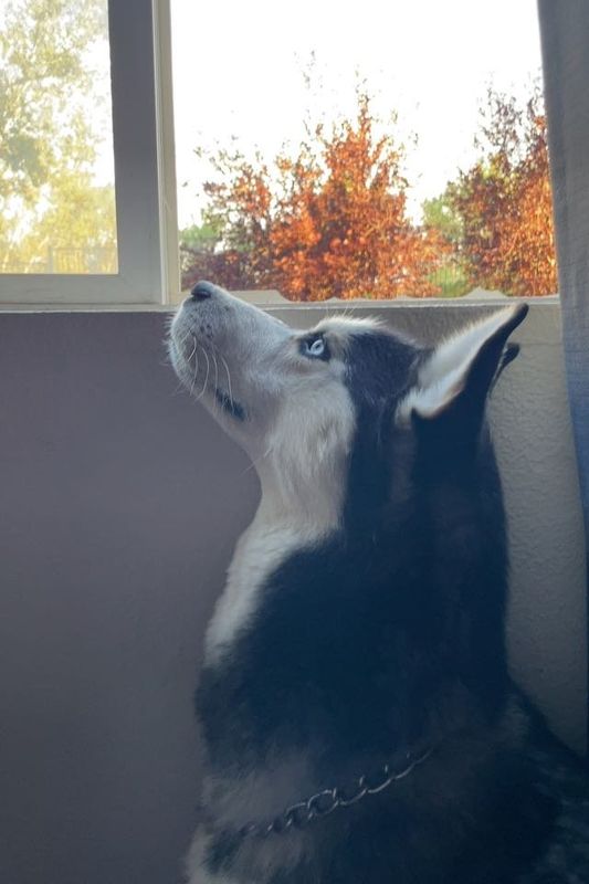 Lost Dog in Aurora, Colorado — listing photo