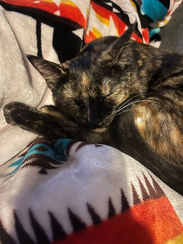 Lost Cat in Valley Center — listing photo