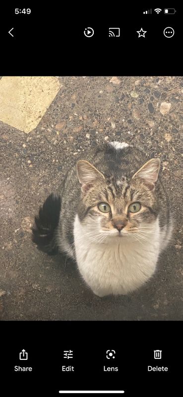 Lost Cat in Umatilla — listing photo