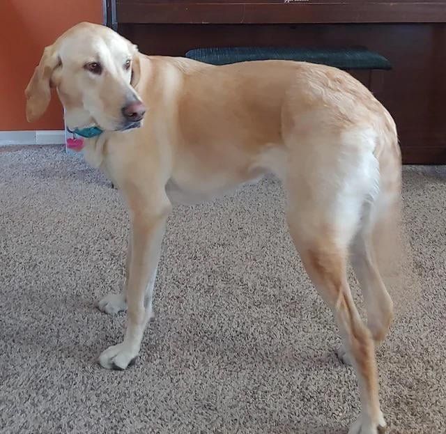 Lost Dog in New York, New York — Spotted Lost Dog in Manhattan - 21st & 6th Ave golden retriever/greyhound