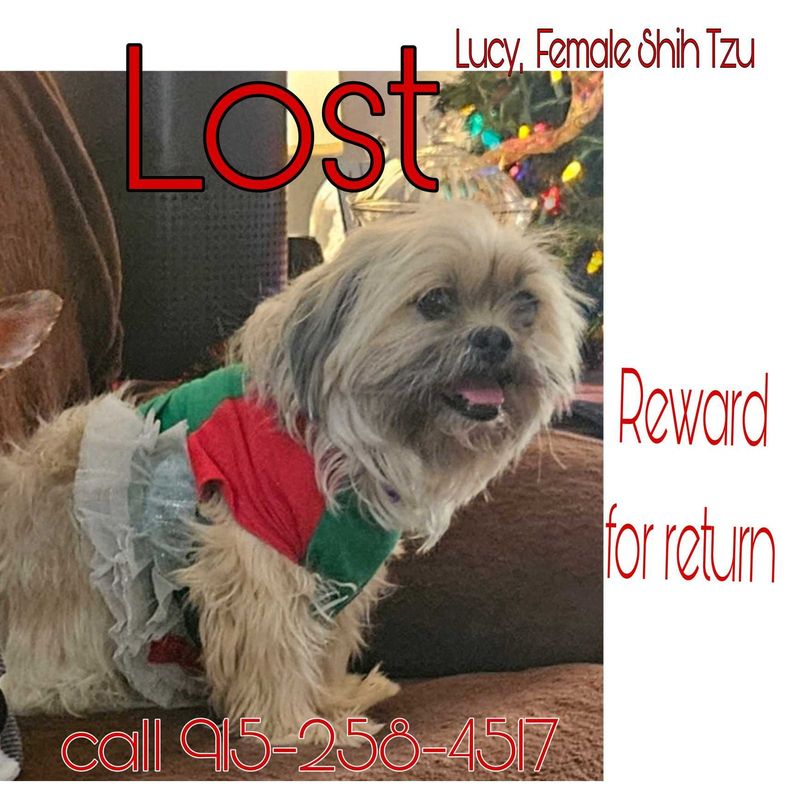 Lost Dog in El Paso, Texas — listing photo