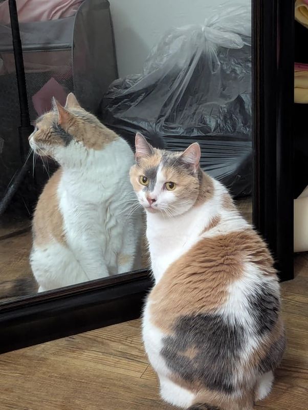 Lost Cat in Reno, Nevada — listing photo