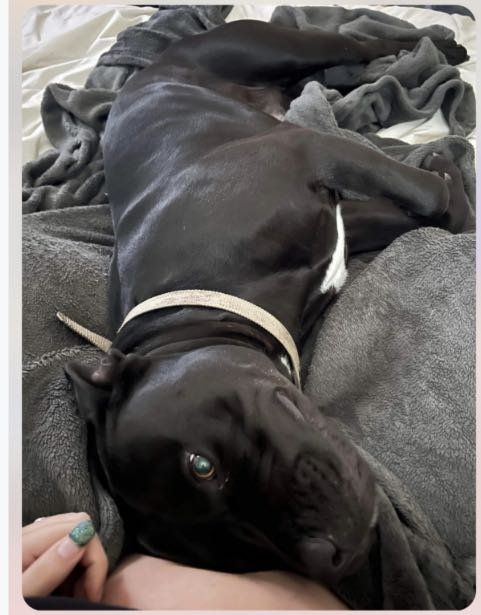 Lost Dog in FL 32195 — listing photo