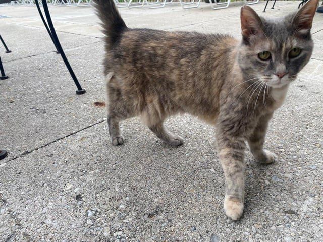 Lost Cat in K — Anyone recognize this kitty? Found in College Park area