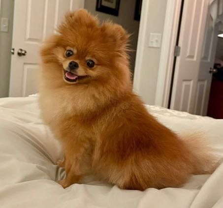 Lost Dog in Lytle — listing photo